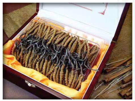 威宁冬虫夏草回收